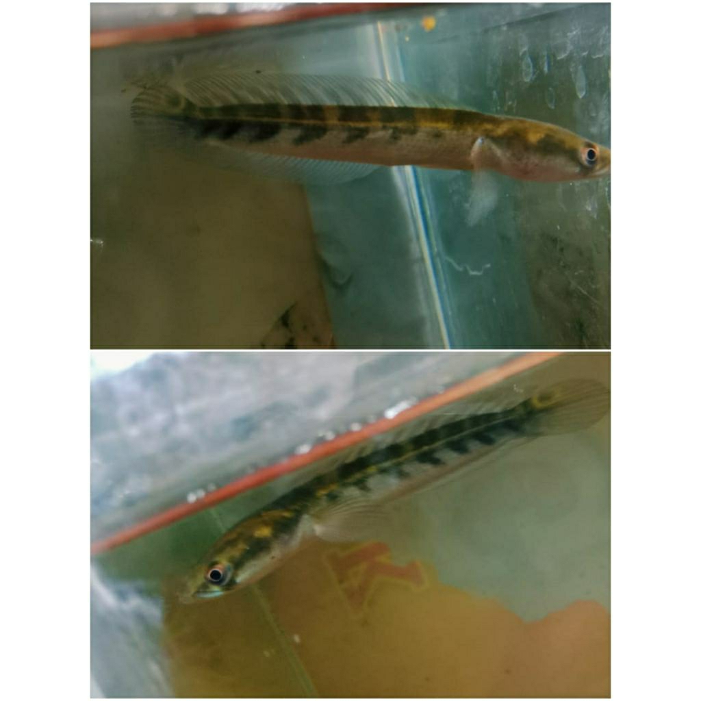 hiasan channa maru ys hias,mental kaca,size ±12cm