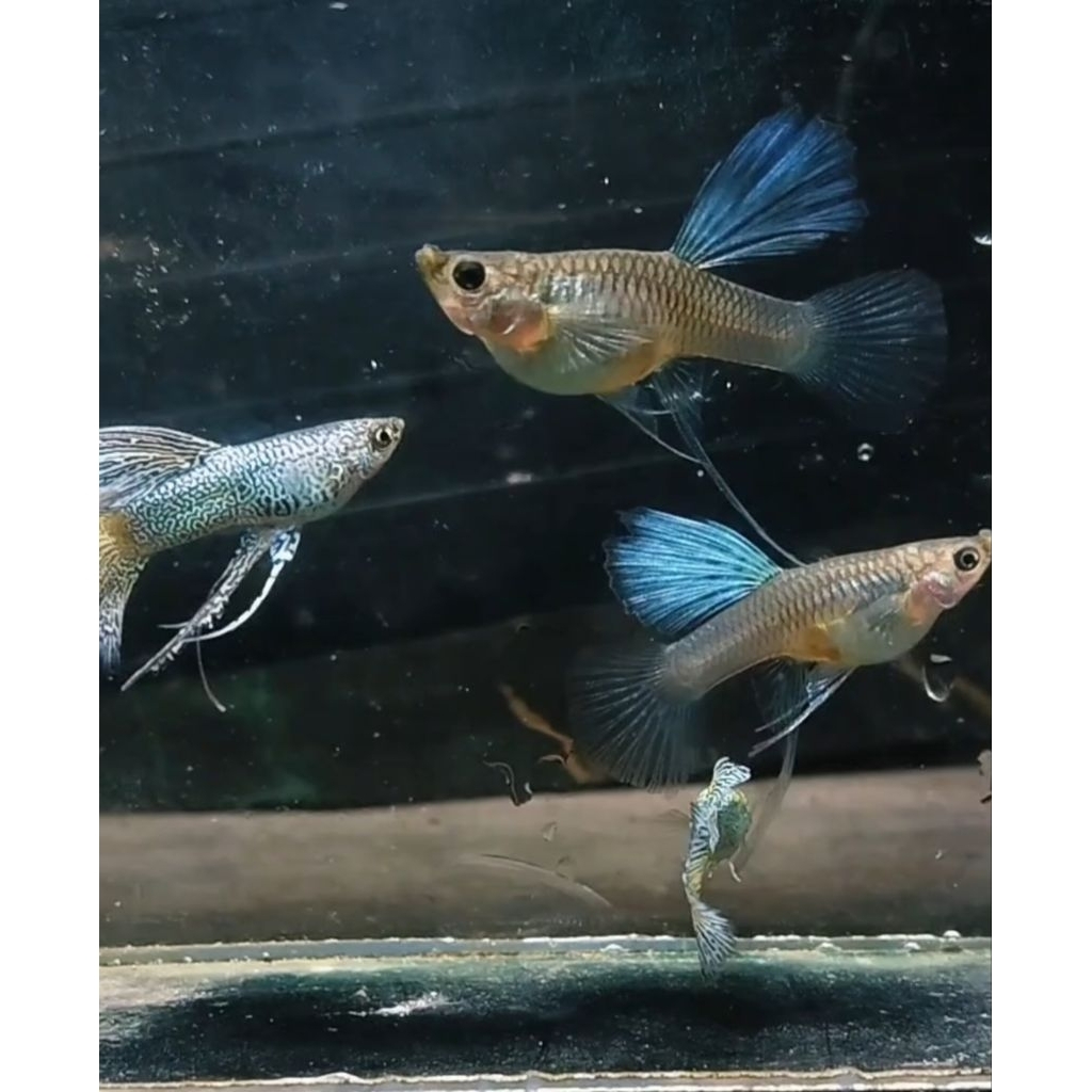 pewangi guppy blu lece ribon bds ( 1 pasang  )