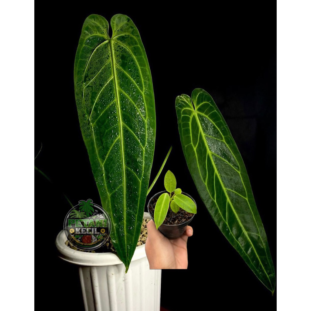 Anthurium lidah gajah baby - Tanaman hias Kuping gajah warocqueanum anakan