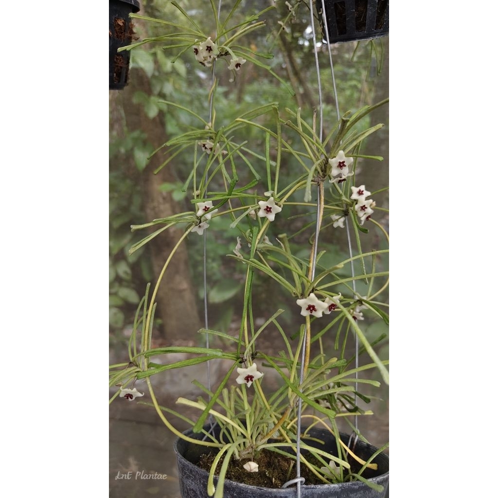 Hoya retusa