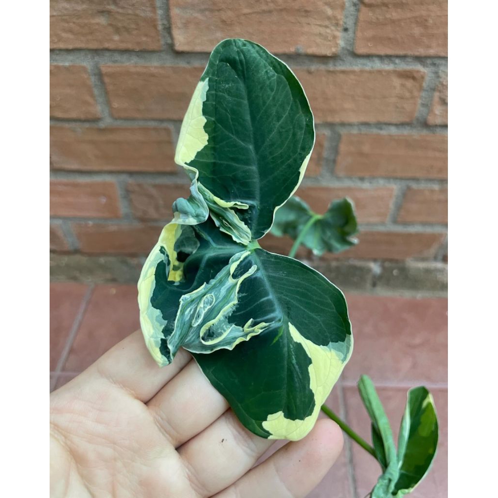 Xanthosoma Variegata Albo
