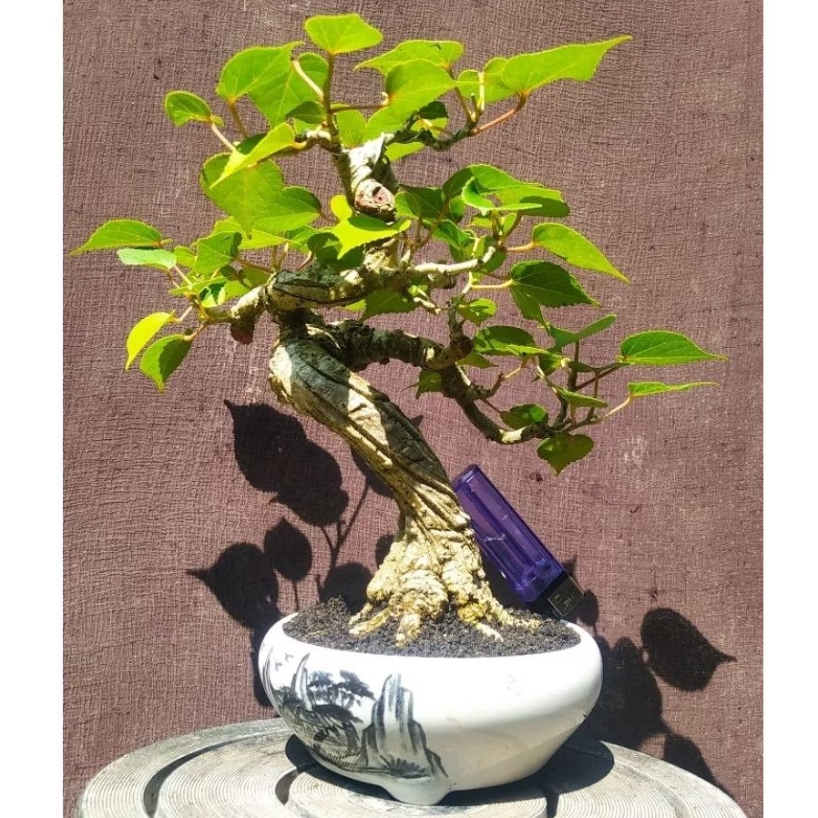 bonsai waru india program mame cakep realpic + pot keramik