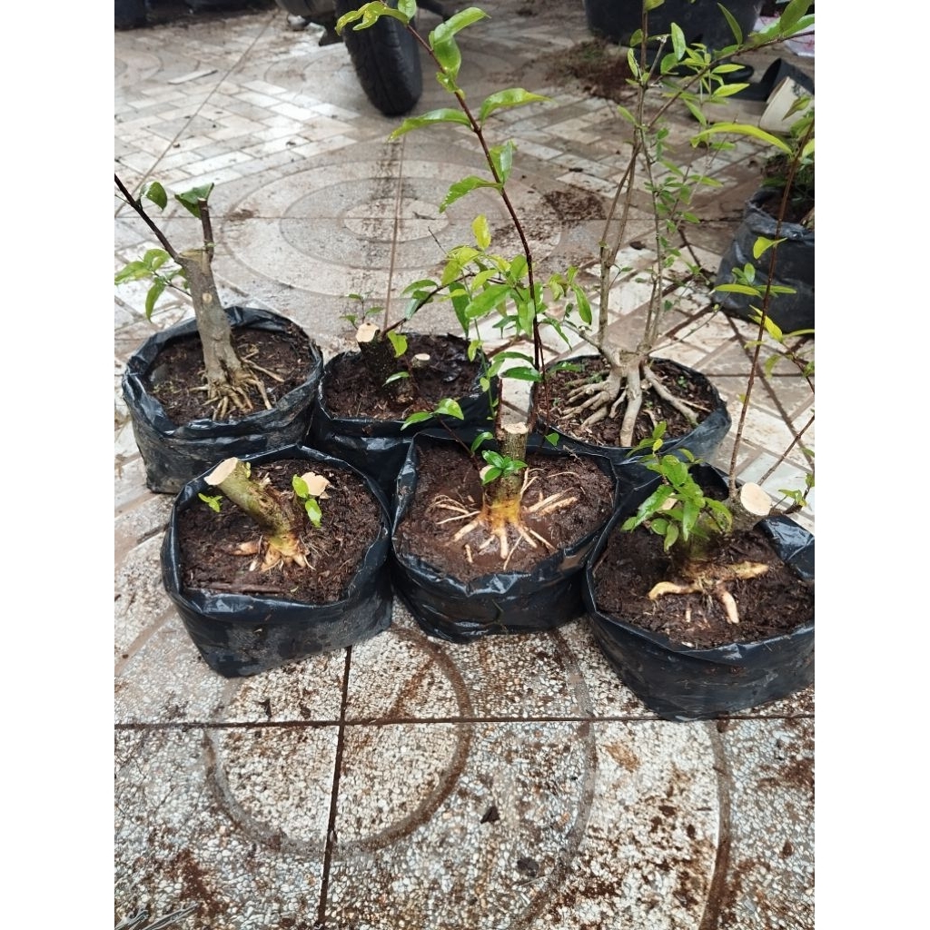 bonsai anting putri tahapan mame