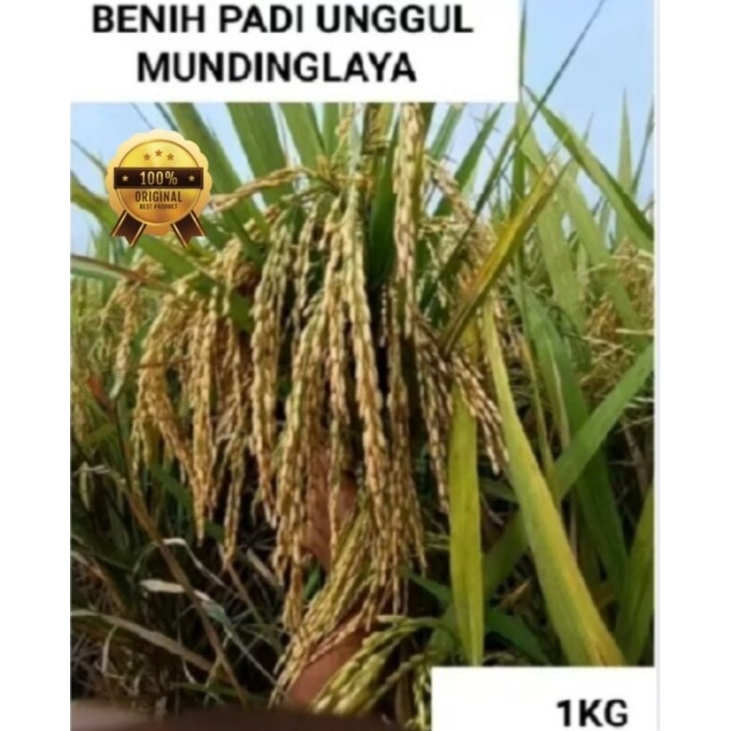 BENIH PADI VARIETAS MUNDINGLAYA 5kg