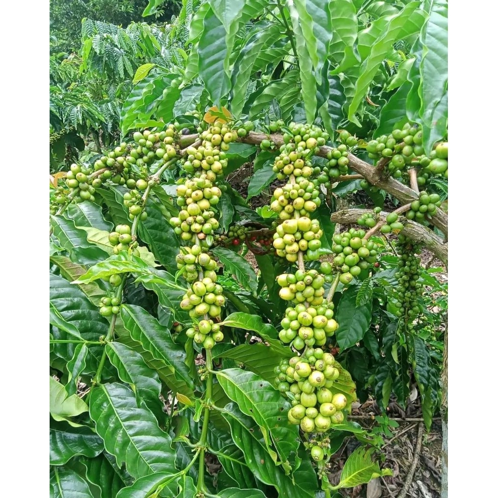 Entres kopi klon bagio per 50 ranting