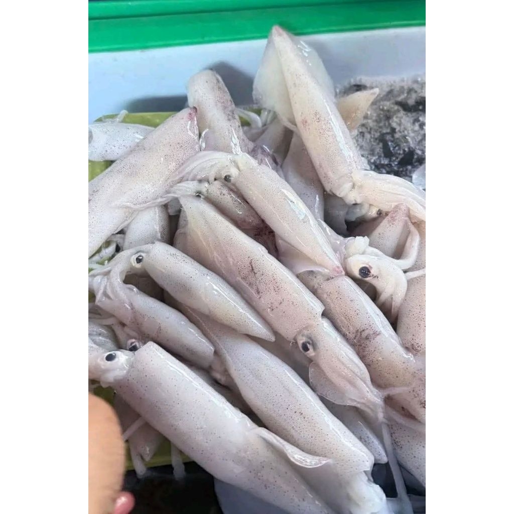 cumi segar medan 250gr