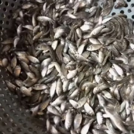 Bibit Ikan Nila Sakti Ukuran 3–4 cm Isi 50 Ekor Perpaket Super Sehat & Cepat Besar