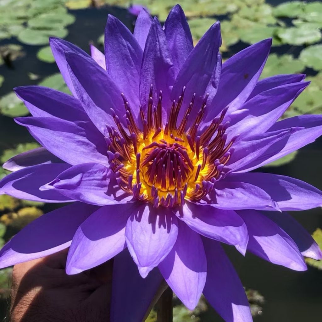 Blue Lotus Dried Teratai Biru Kering Daun