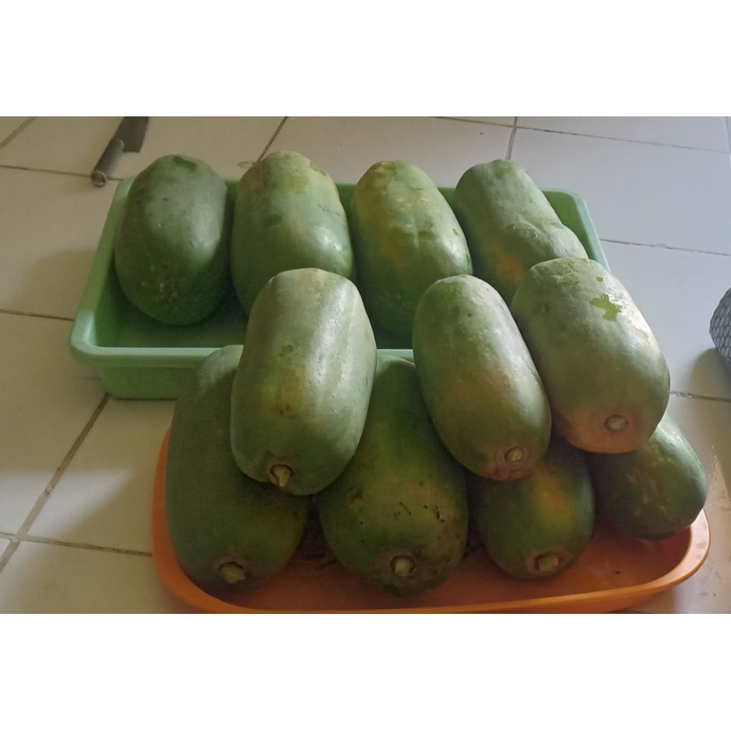 Pepaya California Kalina perbuah