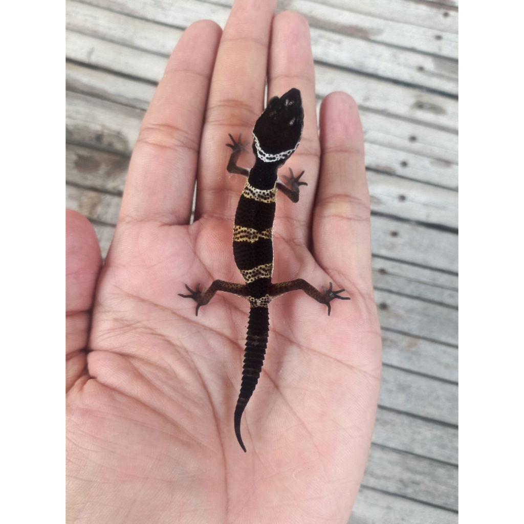 MAINAN GECKO BLACK NIGHT BABY SESUAI FOTO