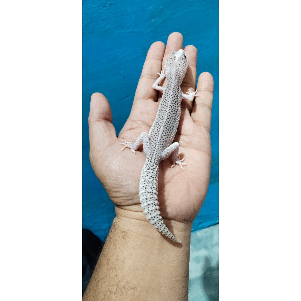 Mainan Leopard Gecko Super Snow Eclipse (Ovul Ringan)
