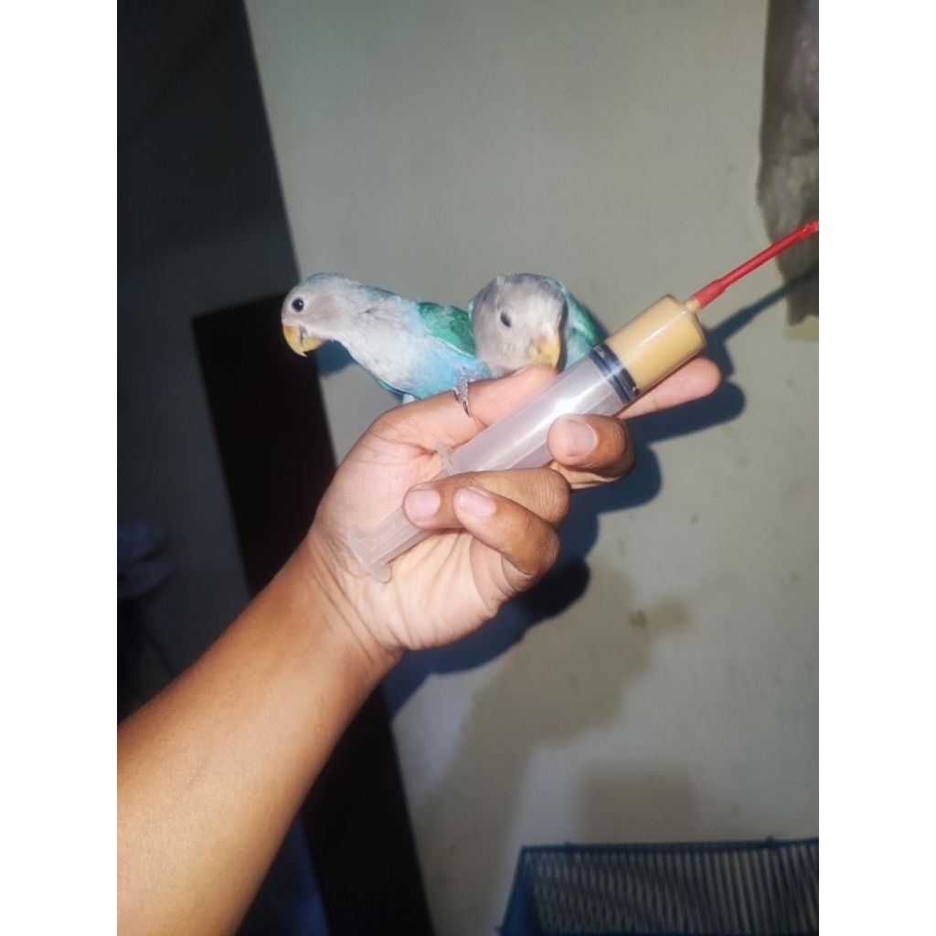 Spetan burung Parrot(lovebird, falk, conure dll)