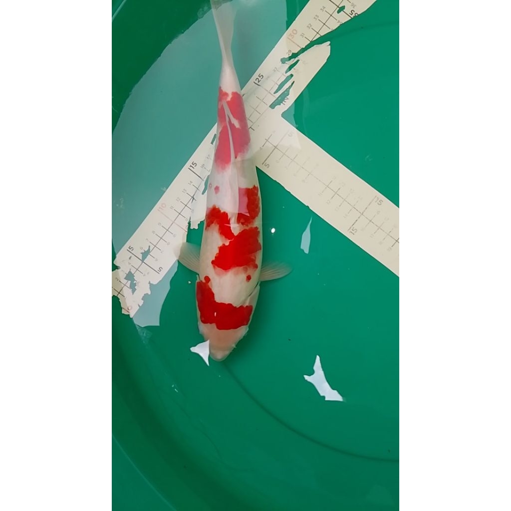 Ikan koi jenis Kohaku pola sakura 35cm warna merah