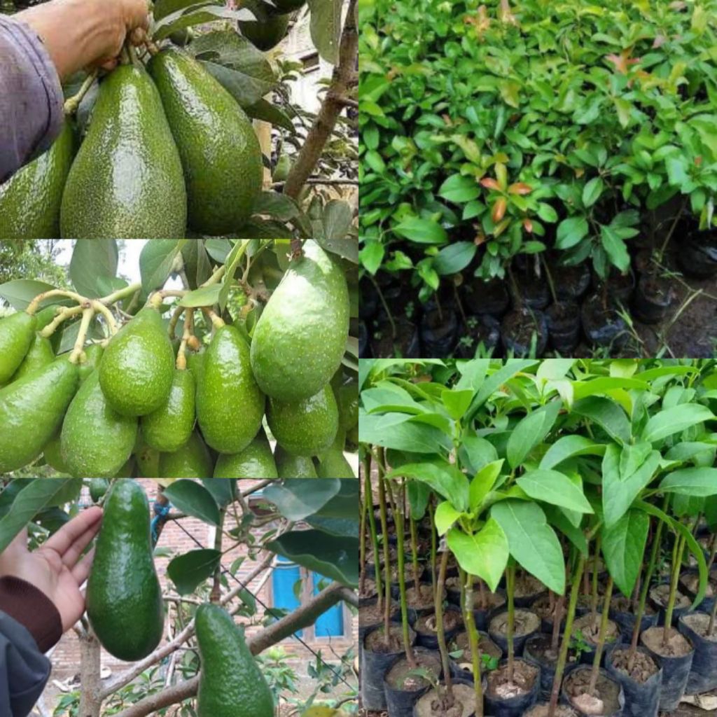 bibit alpukat pluwang hasil okulasi sehingga cepat berbuah