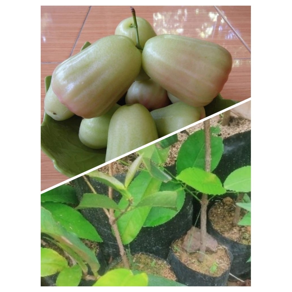 Bibit Jambu Air Madu Deli (Bisa Tabulampot)