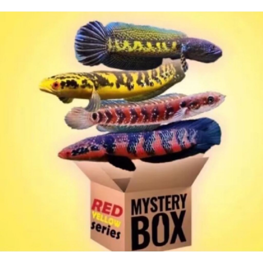 Mysteri Box Channa Auranti Gondrong isi 5 Anti Limbata