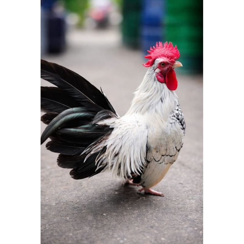 Ayam kate ceper terbaik ayam kate hias ayam peliharaan mini ceper