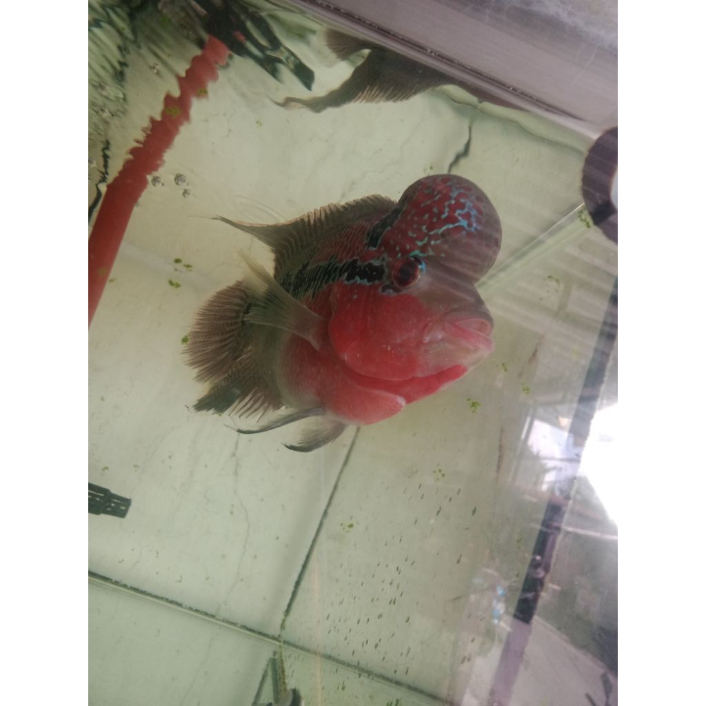 pakan khusus louhan super red dragon