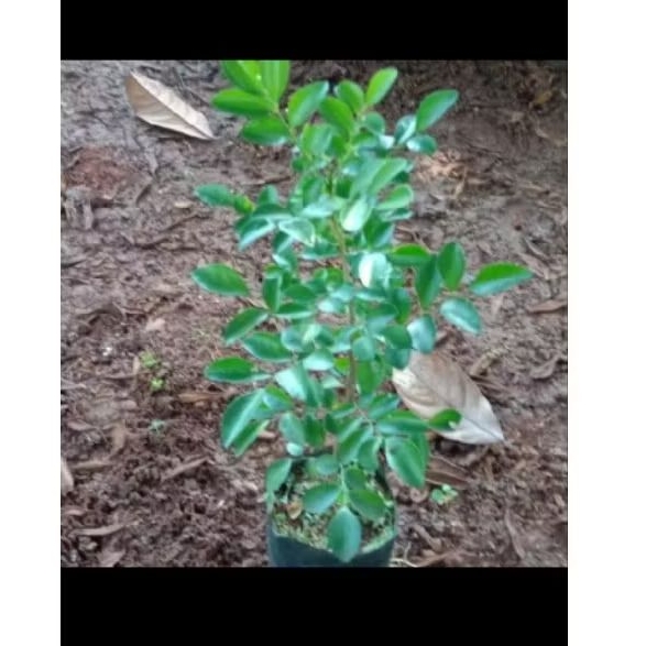 Bibit Tanaman Kemuning Jawa Bahan Bonsai siap tanam