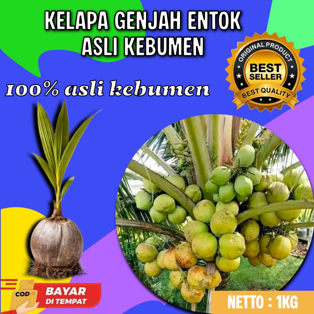 TERJAMIN  Bibit Kelapa Genjah Entok Bersertifikat, Bibit Kelapa Genjah Entok Kebumen