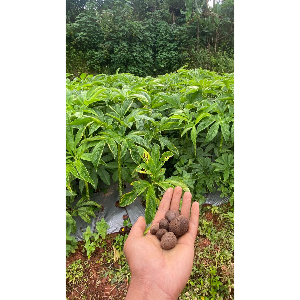 Bibit Porang Isi 200/Kg – Ukuran Sedang – Harga Per Butir