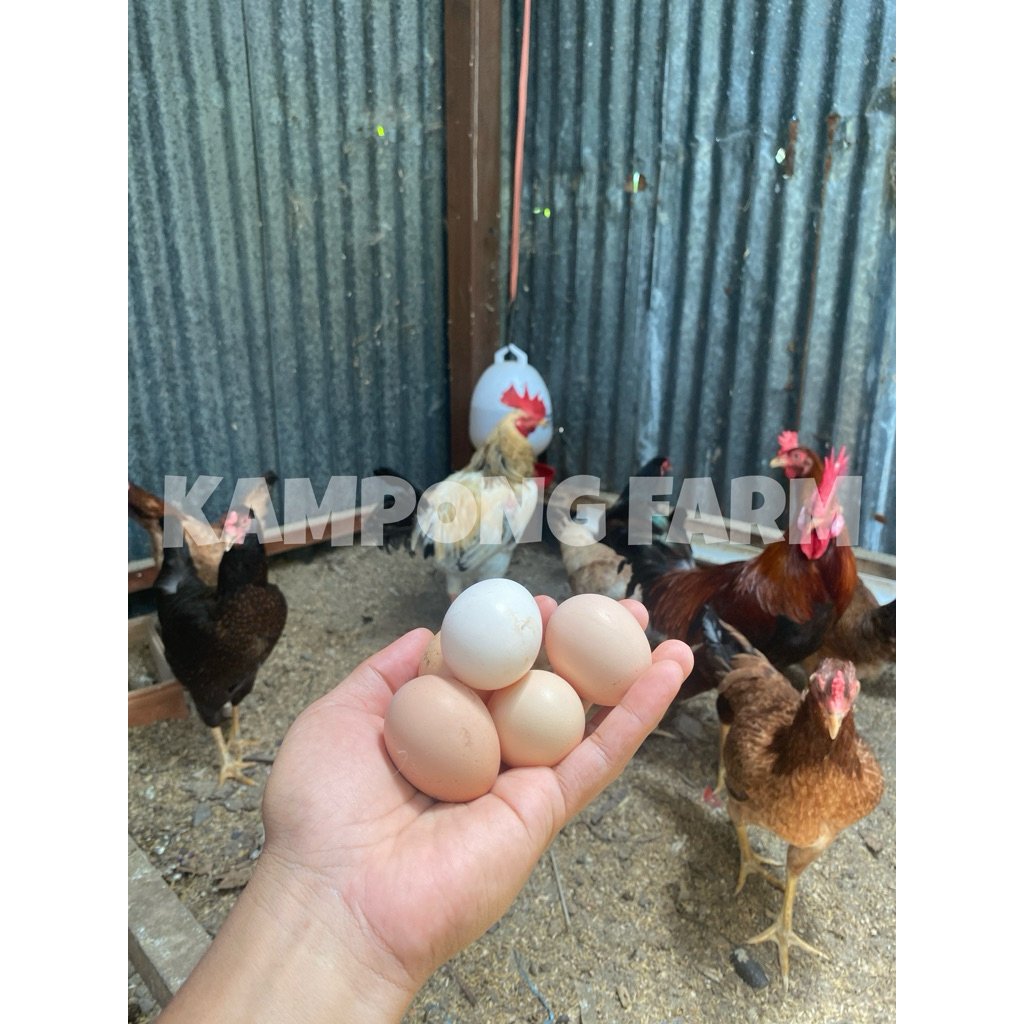 TELUR FERTIL ayam KUB 2 jenaka