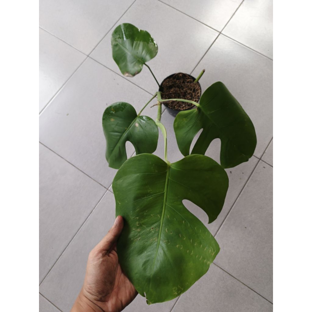 monstera dwarf