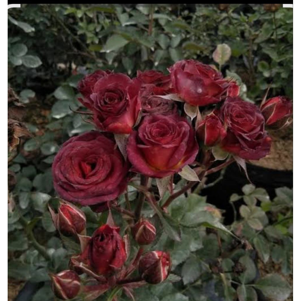 tanaman hias mawar import red chocolatos