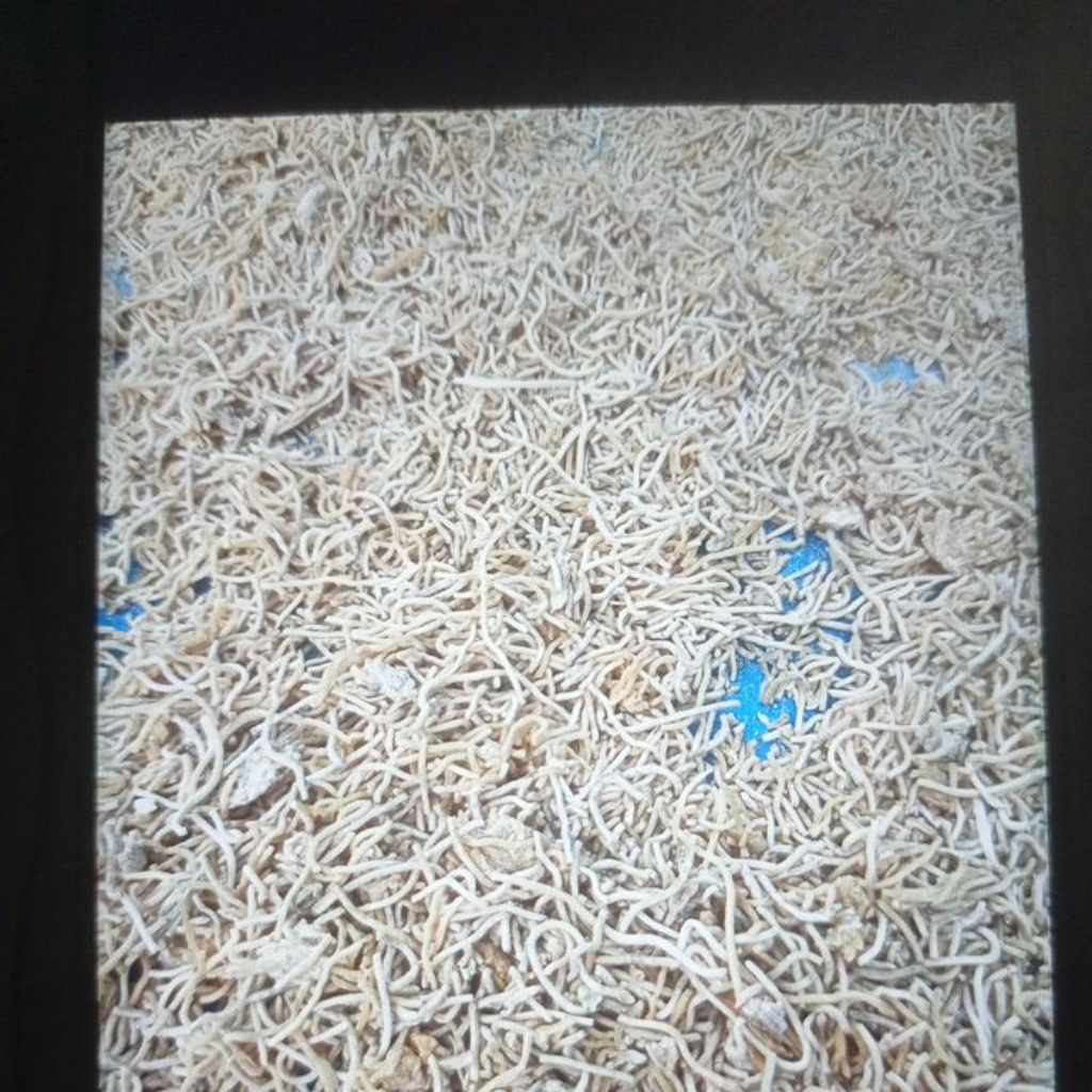 MiE BS RIJEK Untuk Pakan Ternak Ayam, Bebek, Unggas 1kg