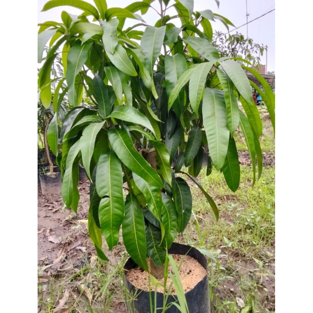 Bibit mangga kiyojay