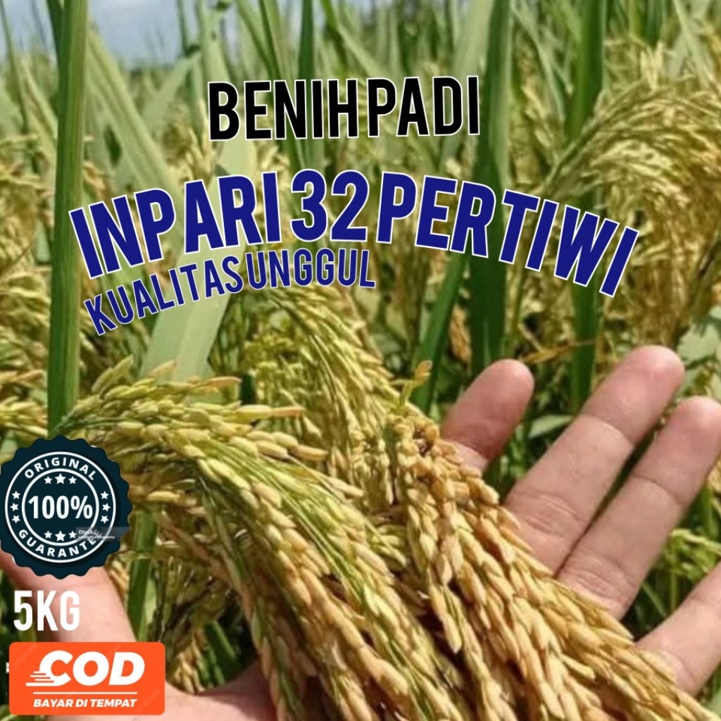 (ORIGINAL)BENIH PADI INPARI 32 PERTIWI KEMASAN 5KG