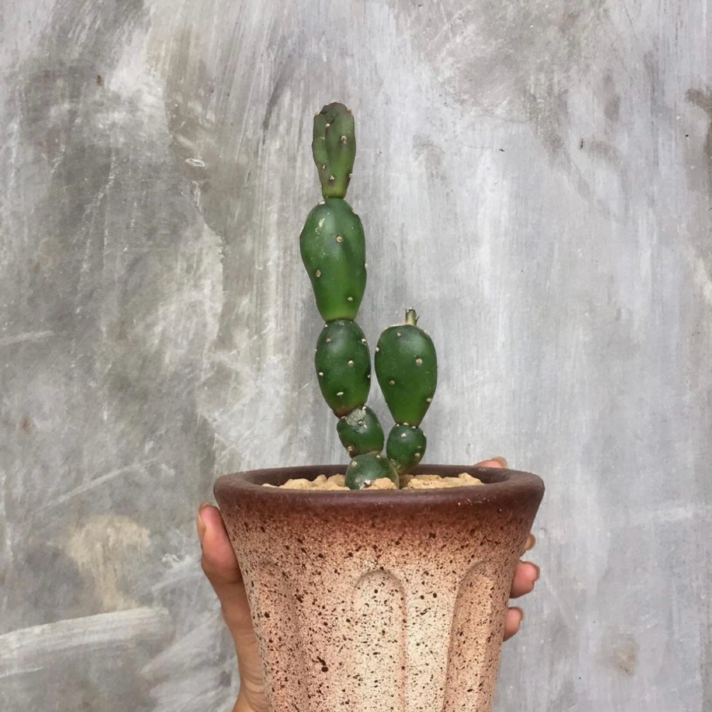 Kaktus Opuntia Canterae