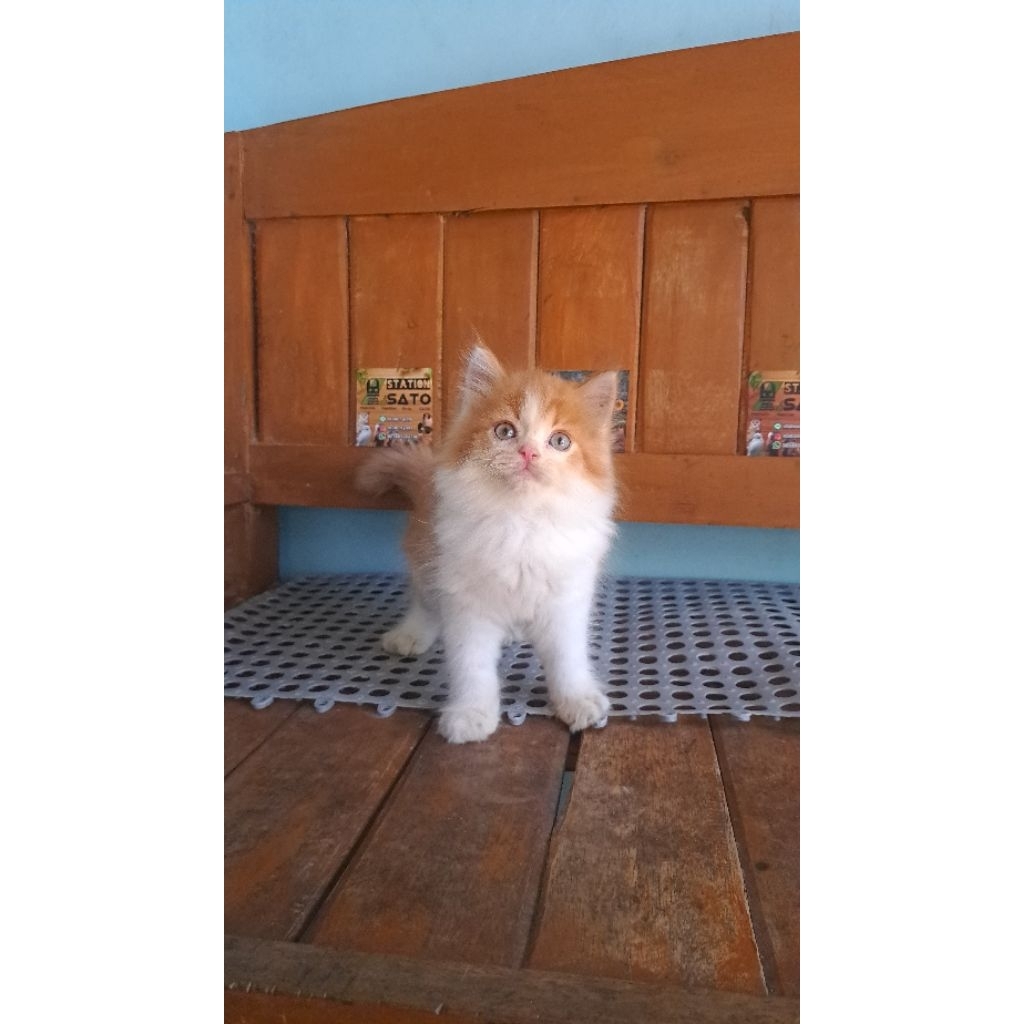 kucing persia oren lucu gembul