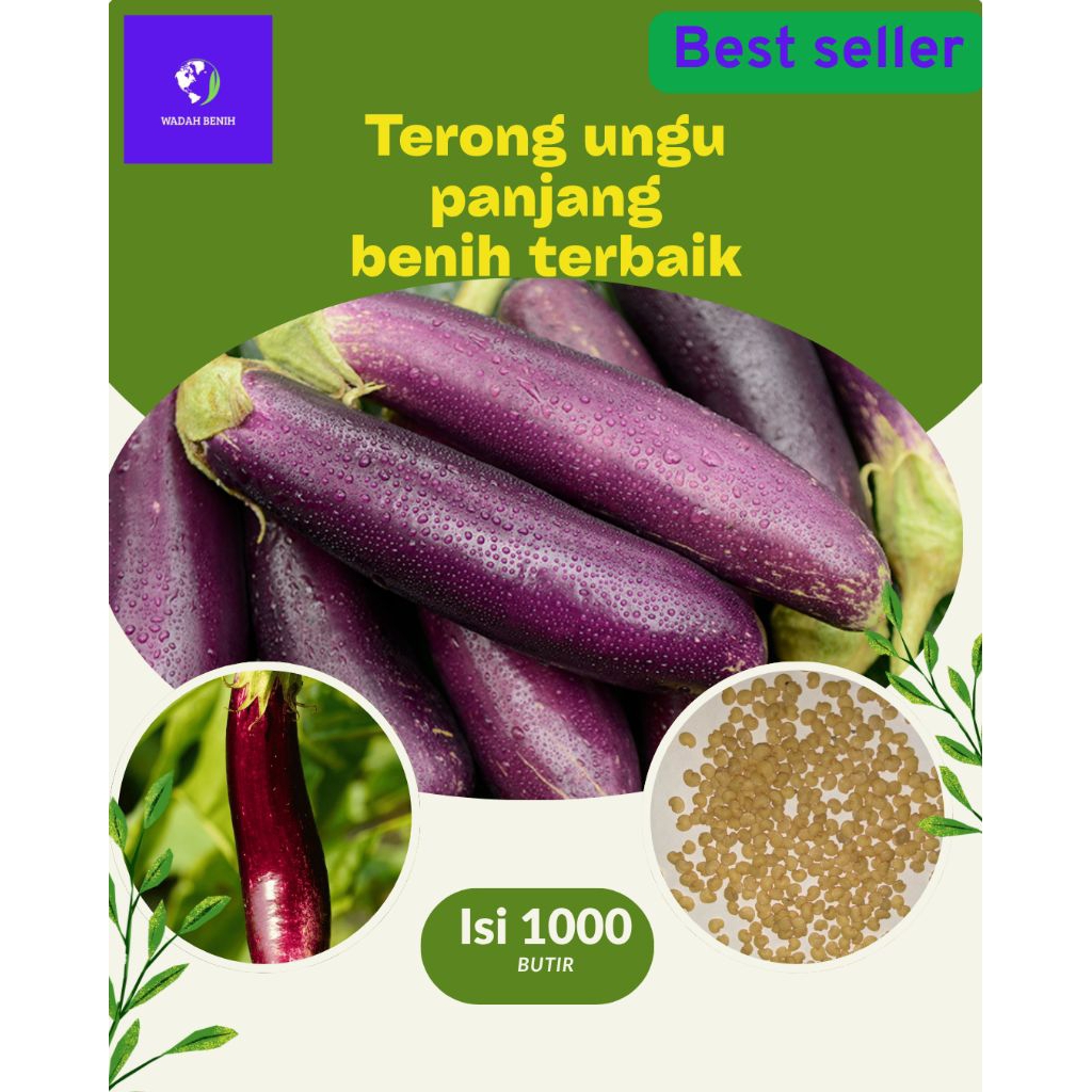 1000 Butir Benih Terong ungu panjang Benih biji terong ungu unggul