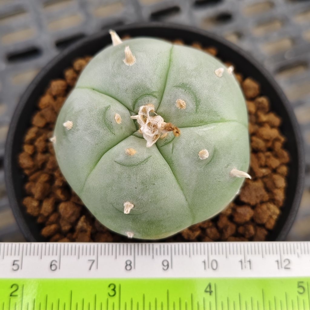 Cactus Lophophora williamsii var. texana pentagona