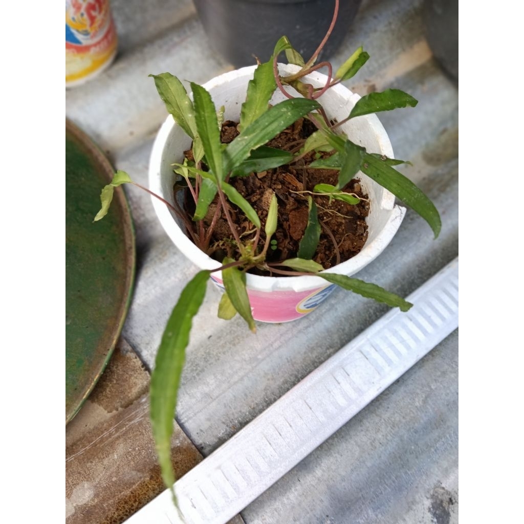 Homalomena sp