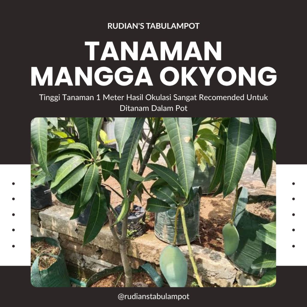 Tanaman Mangga Okyong Madu Jumbo Tinggi 1 Meter Genjah Cepat Berbuah