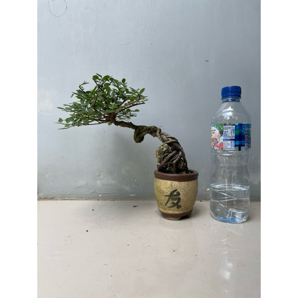 Ulmus mikro
