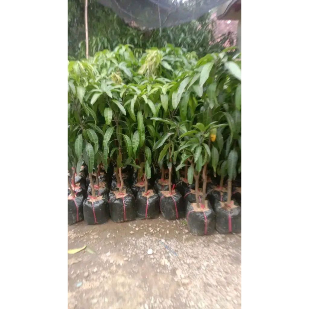 Bibit mangga kiyojay