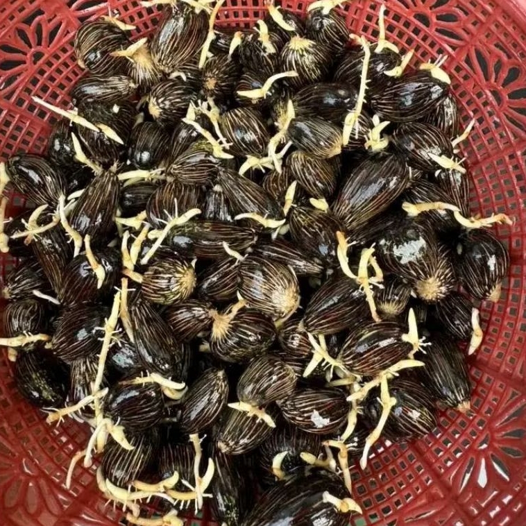 bibit kecambah kelapa sawit unggul bersertifikat ppks239