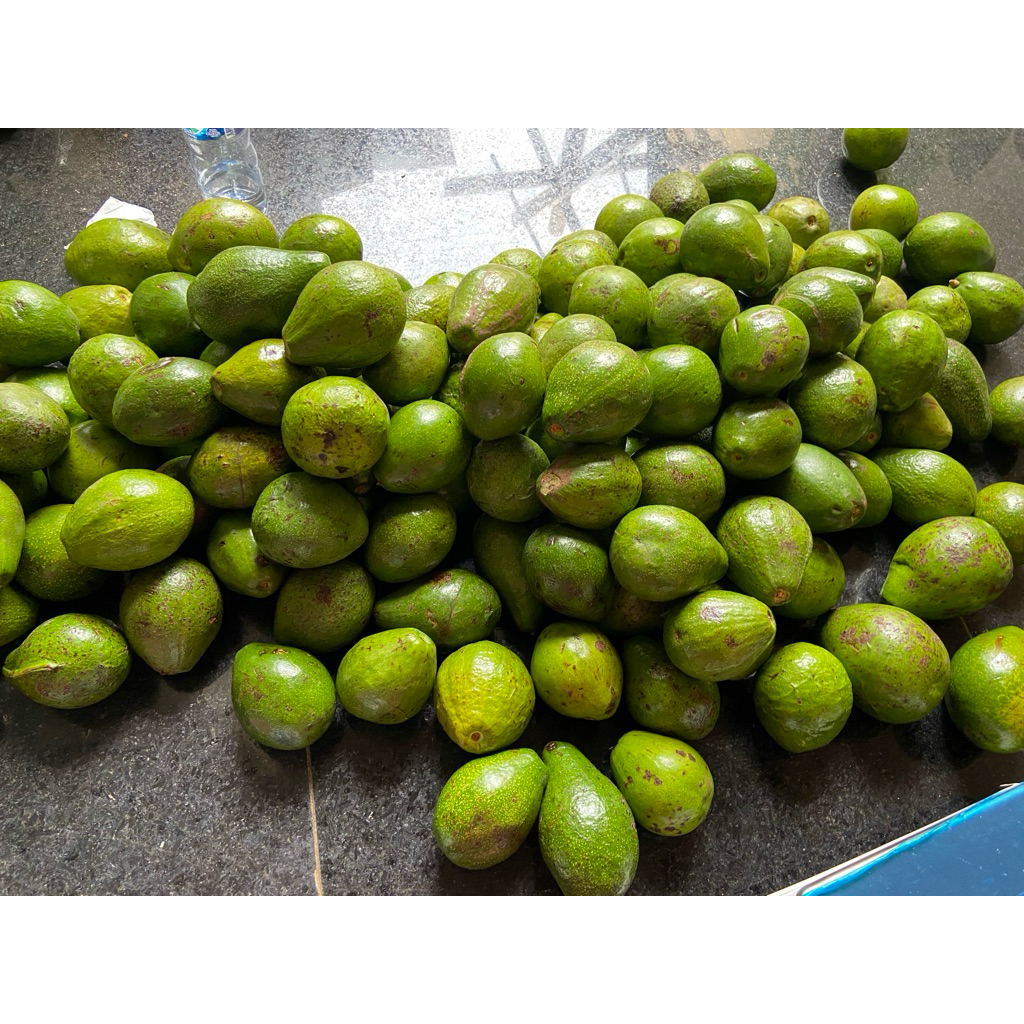 Alpukat Mentega Padang isi 2-3 buah 500 gram