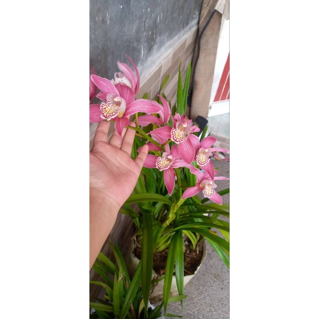 paket 3 warna anggrek cymbidium knop termurah/tanaman hias anggrek cymbidium