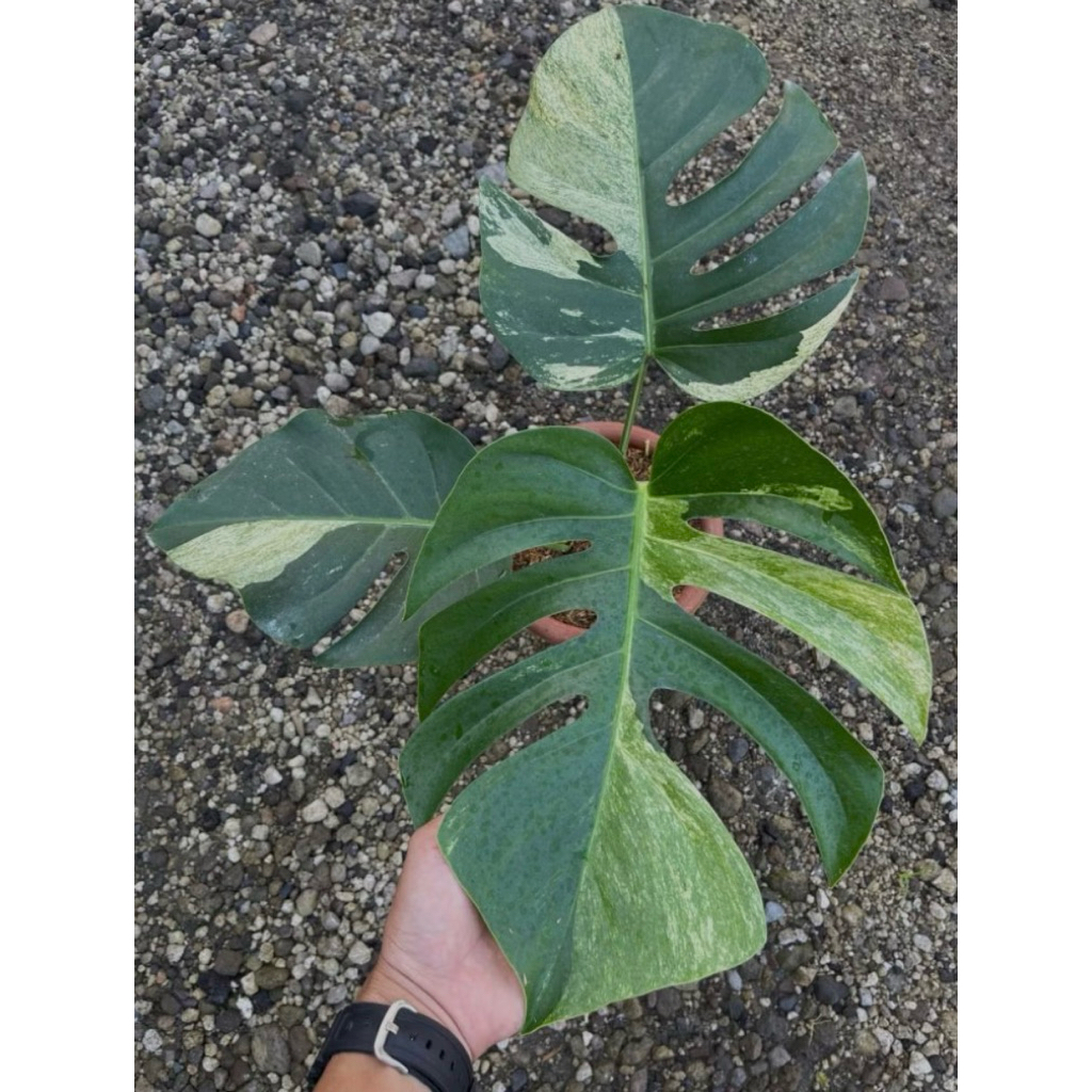Monstera Jungle Mint Varigata Tanaman Koleksi Aroid
