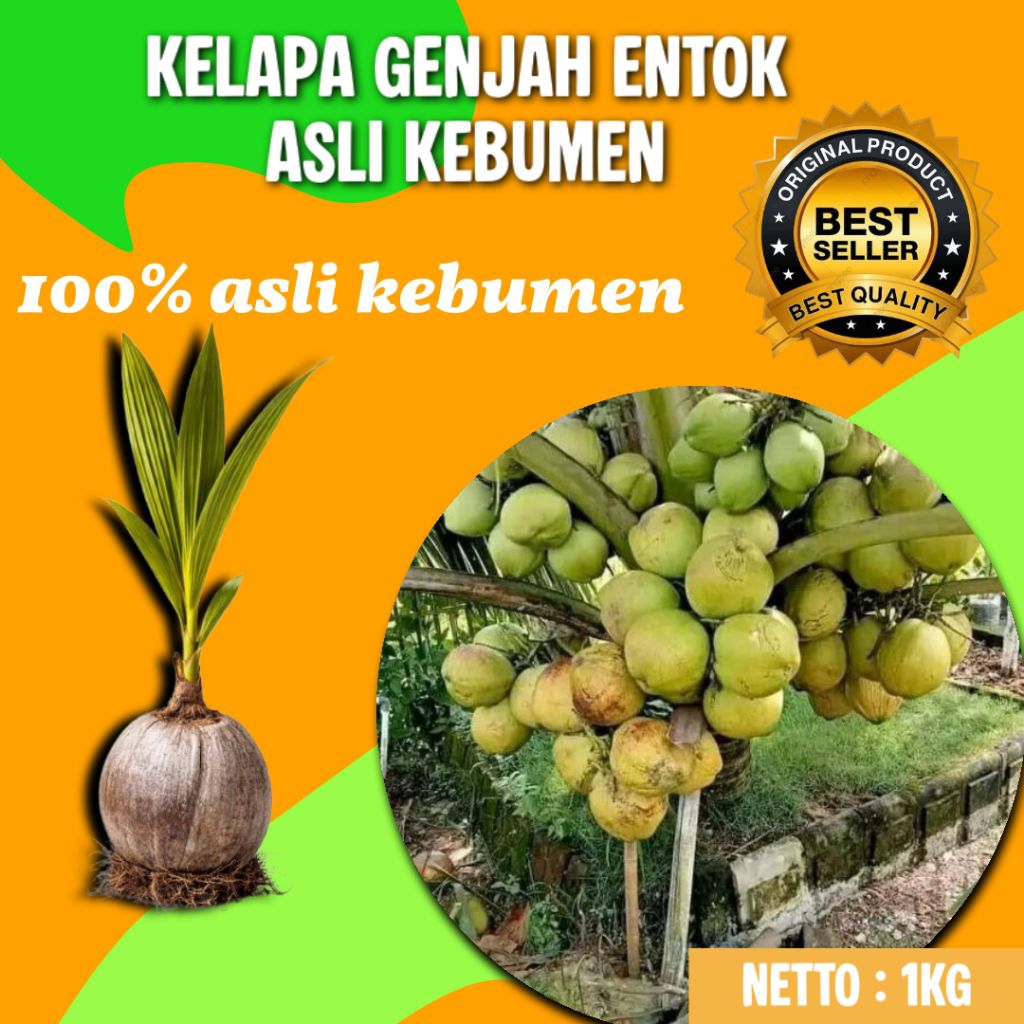 TERPERCAYA  Bibit Kelapa Genjah Bersertifikat, Bibit Kelapa Genjah Buah Besar, Bibit Kelapa Genjah E