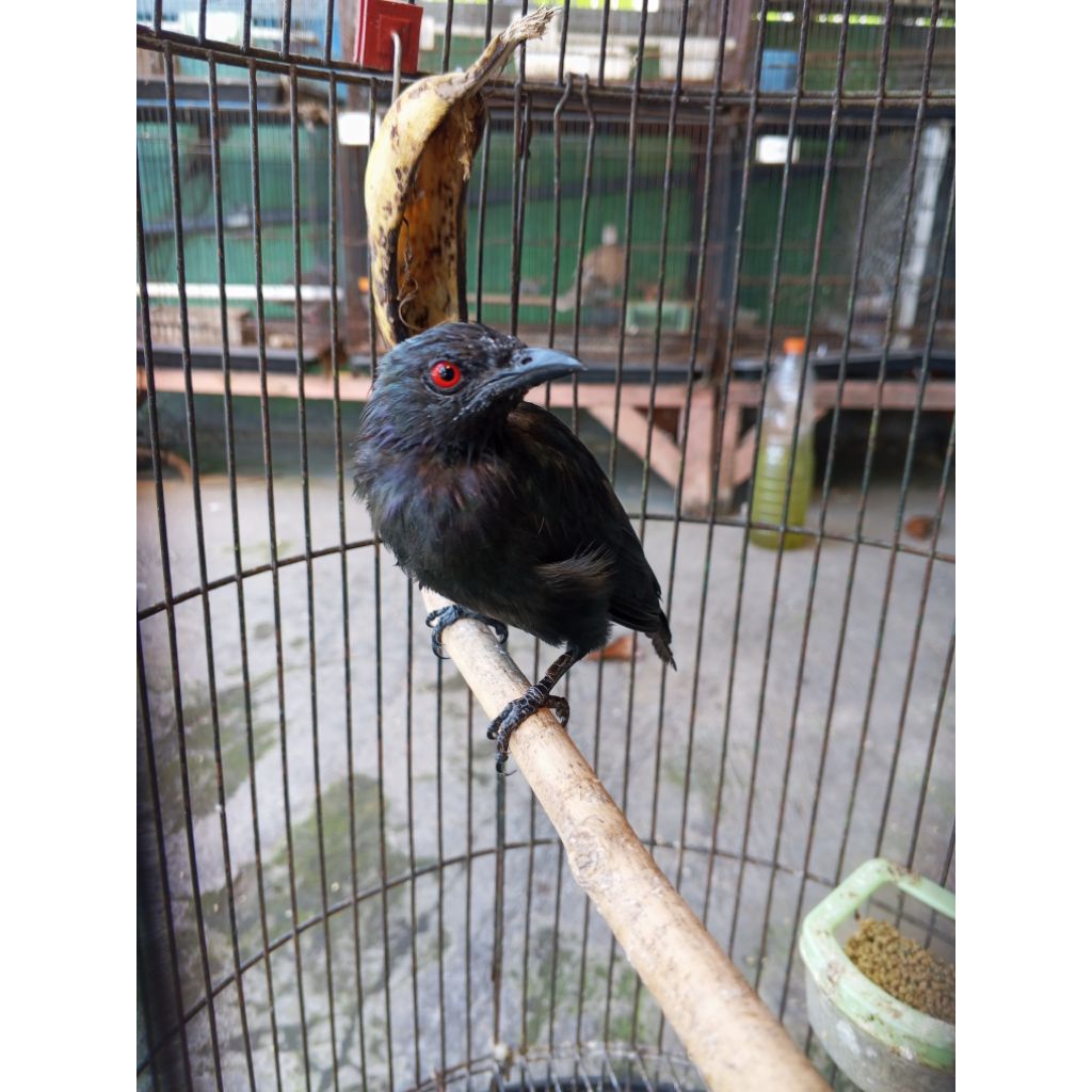 cucak keling Gacor burung Hitachi itachi naruto