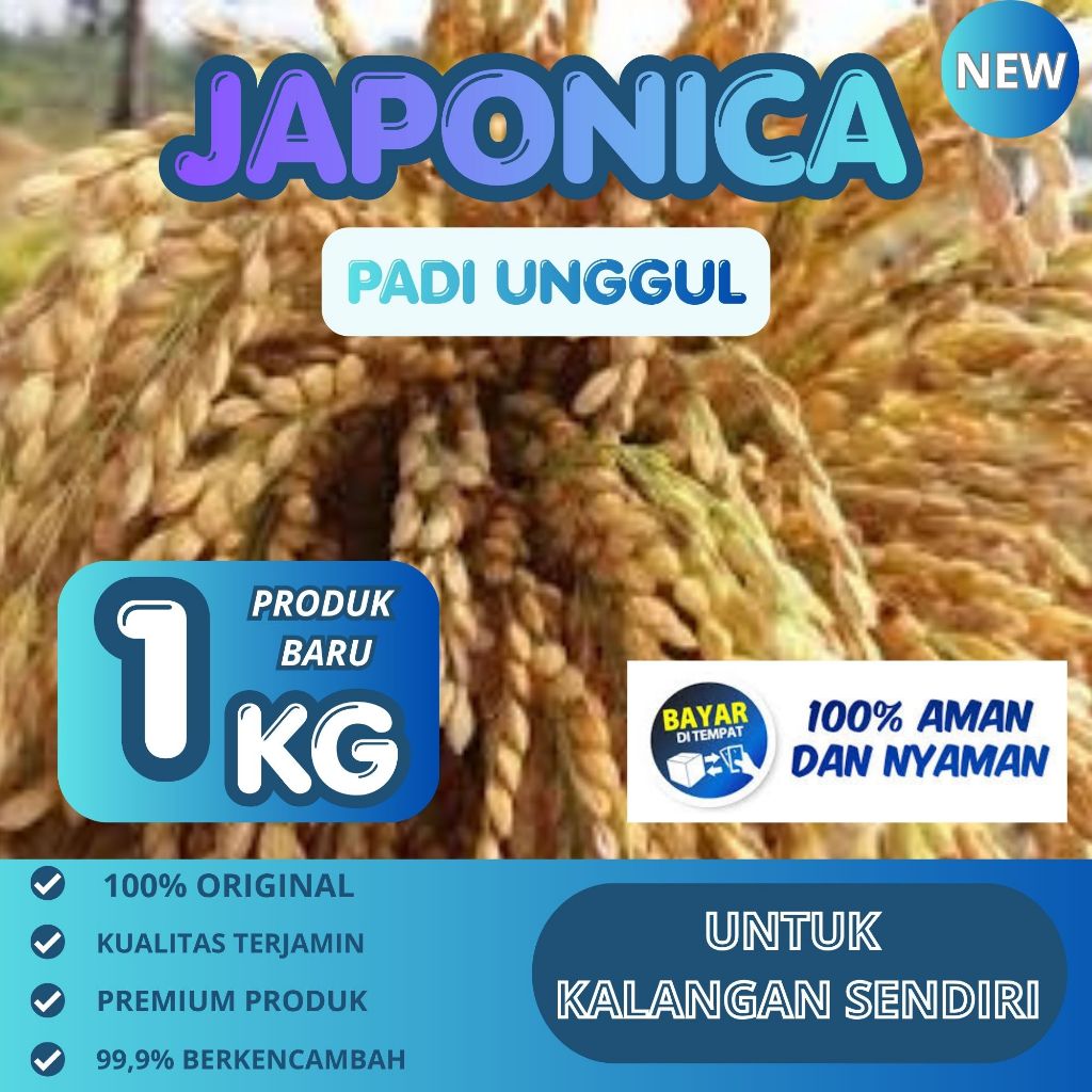 Benih Padi Jepang Japonica 1kg tahan roboh kualitas mantap