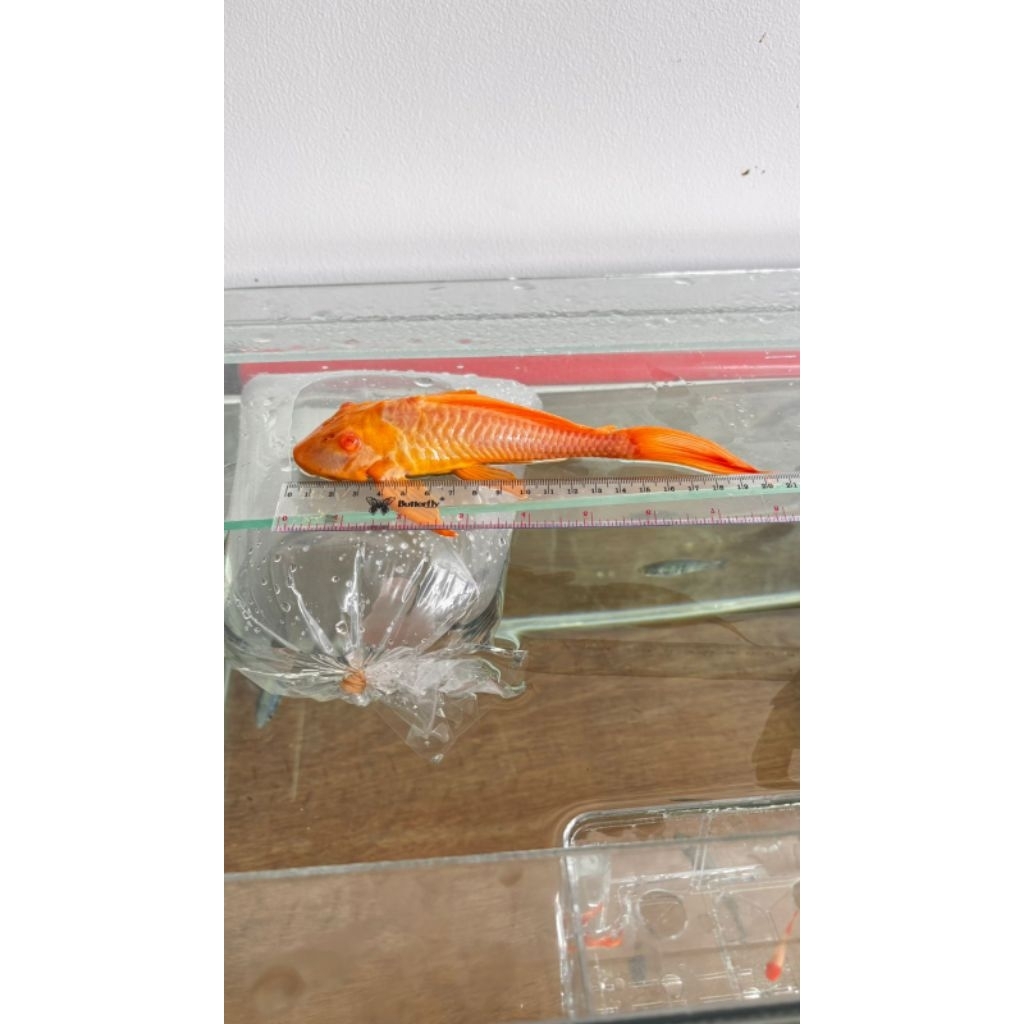 Ikan Sapu Sapu Gibicep Pleco || Pleco L083 / Pleco Gibicep - Sapu Sapu Mentega