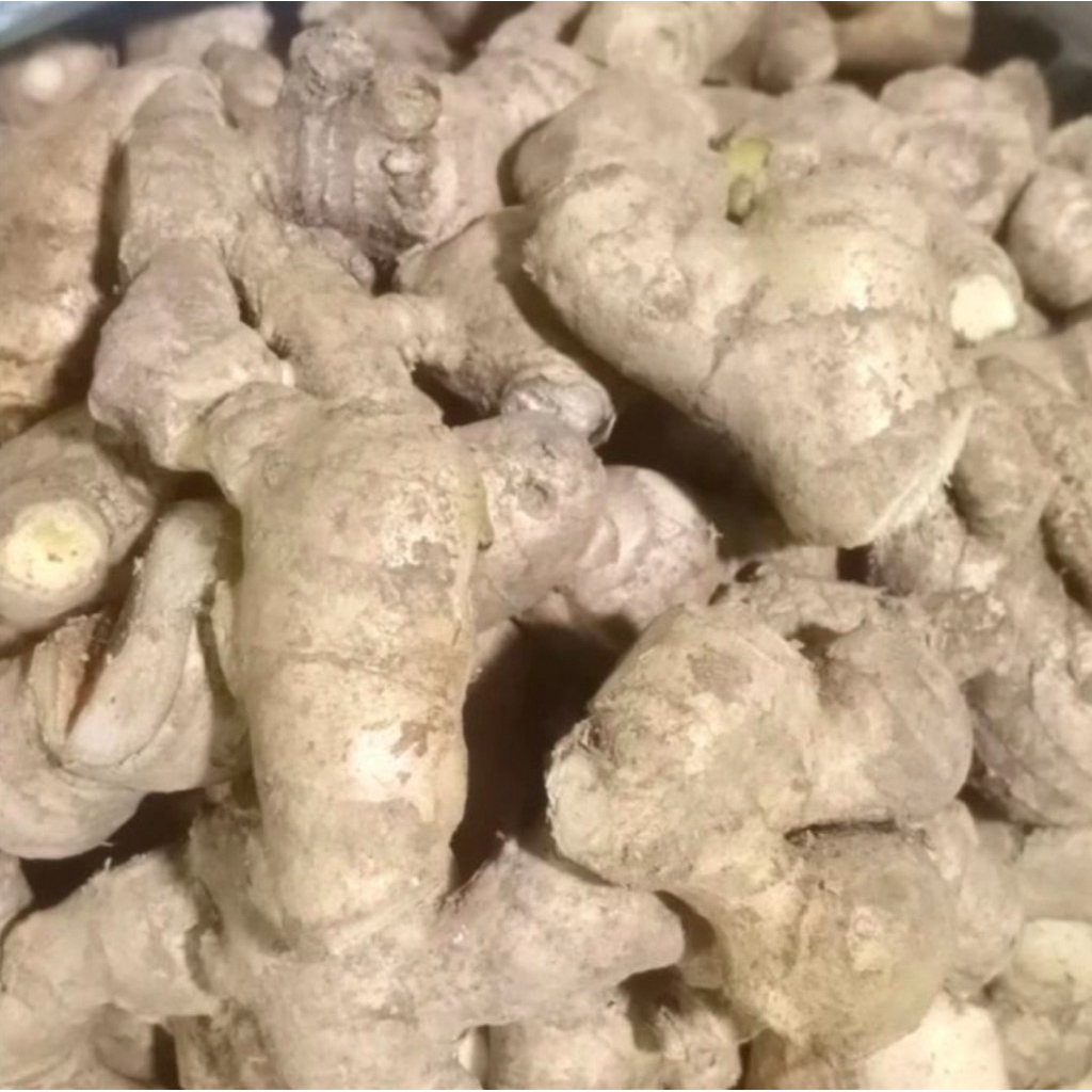 jahe gajah kecil tua patahan rempang