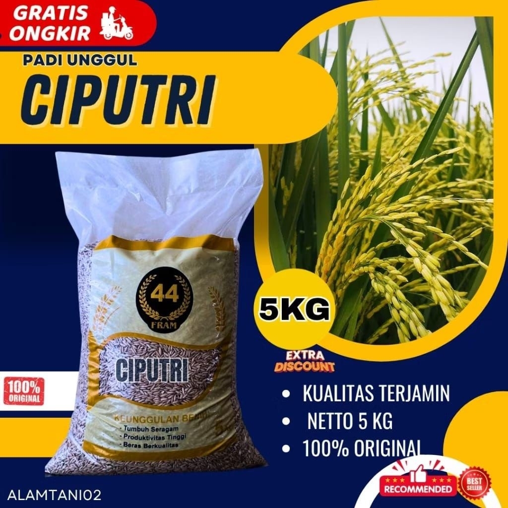 BIBIT PADI BENIH PADI PREMIUM CIPUTRI CIHERANG MALAI PANJANG KEMASAN 5 KG ORIGINAL
