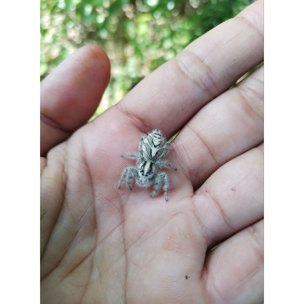 Sepasang Jumping spider hyllus diardi